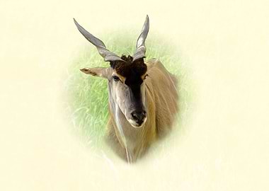 Eland antelope portrait