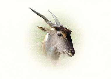 Eland antelope
