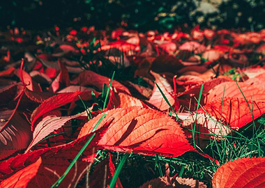Red Leaves