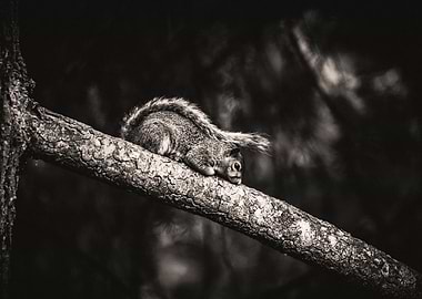 Night Watch squirrel