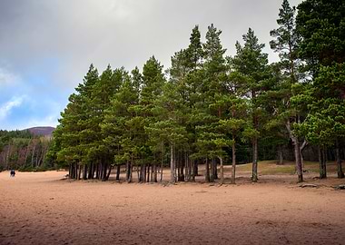 Pine Trees