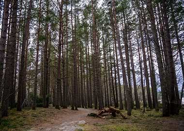 Pine Forest