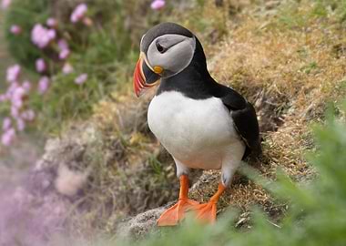 Puffin on the rocks