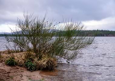 Lake Plant