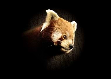 Red panda