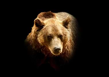 Brown bear