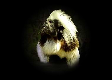Cotton top tamarin