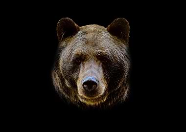 Brown bear
