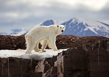 White Polar In Svalbard
