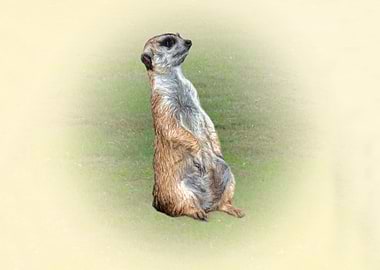 Meerkat