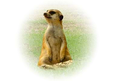 Meerkat