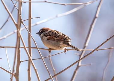 Side view of house sparrow