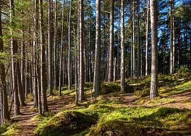 Forest Light and Shadows