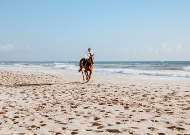Racehorse on beach