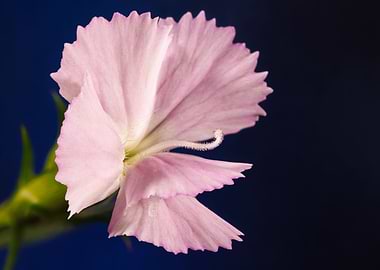 Carnation flower