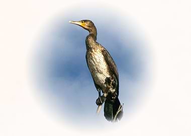 Cormorant