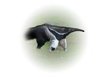 Giant anteater