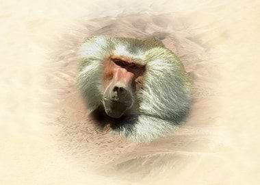 Baboon