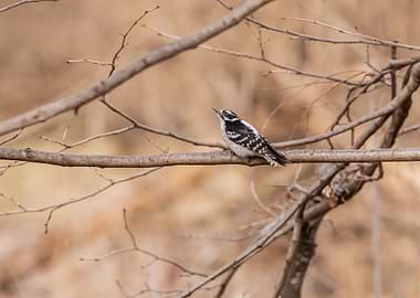 Downy woodpecker