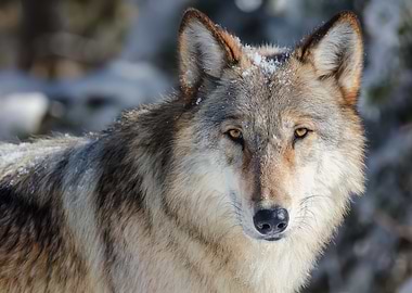 Wolf Portrait