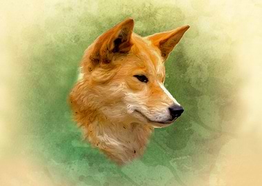 Dingo head