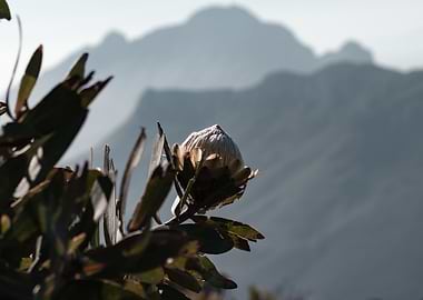 Wild King Protea