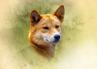 Dingo portrait