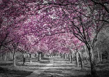 Gorgeous cherry blossom