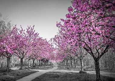 Charming Cherry Blossom