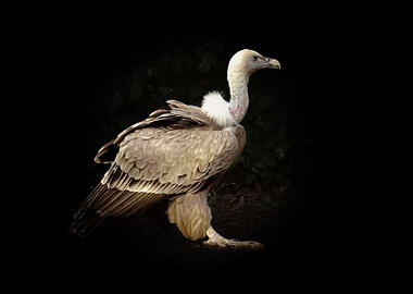 Vulture