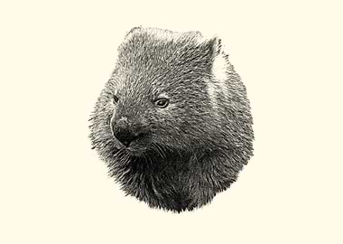 Wombat