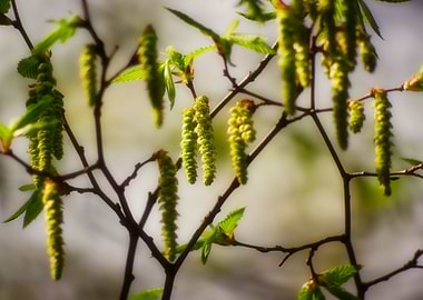 delicate signs of the seas