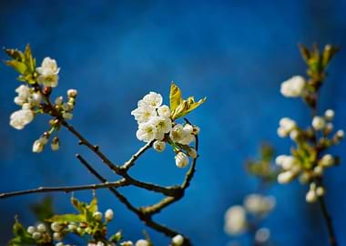 The delicate signs of spri