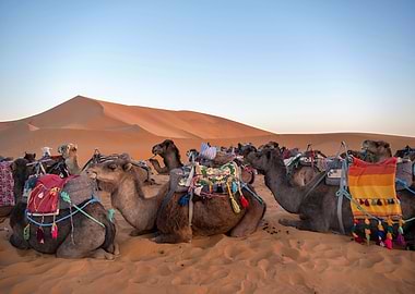 Camels in the desert