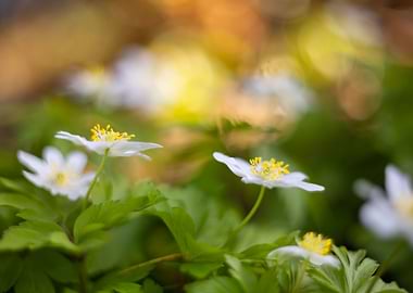 White anemone spring day