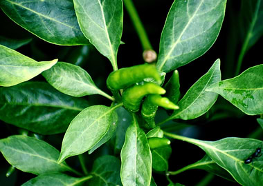 Green chilie Test of Life