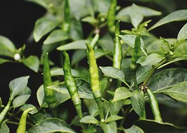 Green chilie Test of Life