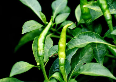 Green chilie Test of Life