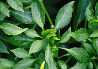 Green chilie Test of Life