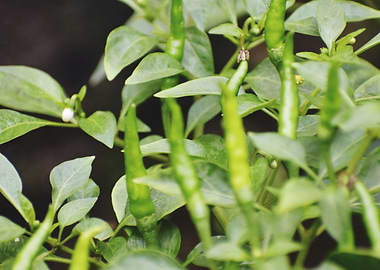 Green chilie Test of Life