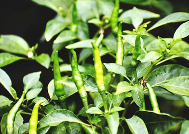 Green chilie Test of Life