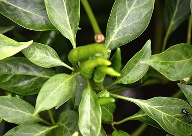 Green chilie Test of Life