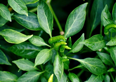 Green chilie Test of Life