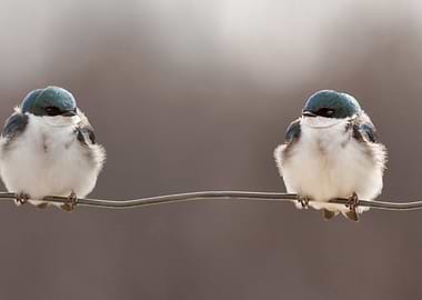 Birds on a wire