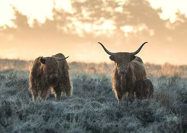 Three Highlanders