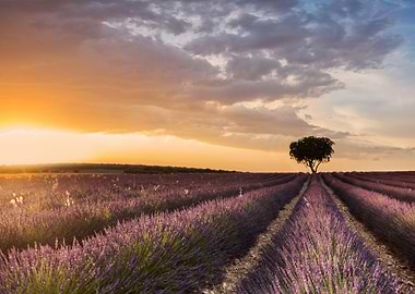 DESTINATION LAVENDER