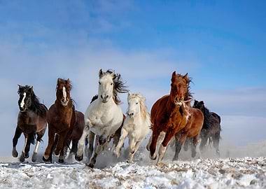 Mongolia Horses