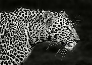 Leopard Close Up