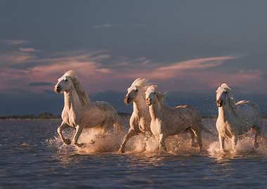 Angels of Camargue