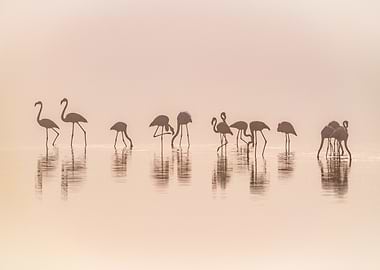 Flamingos in the mist